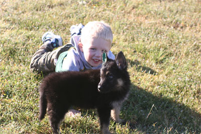 Pheonix vom GerdesHaus - GSD Female - German Shepherd